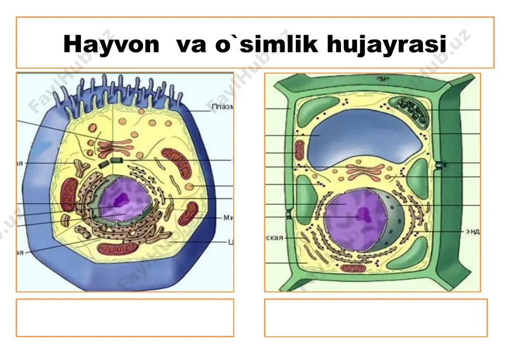hayvon organizmi tuzilishi - Page 5