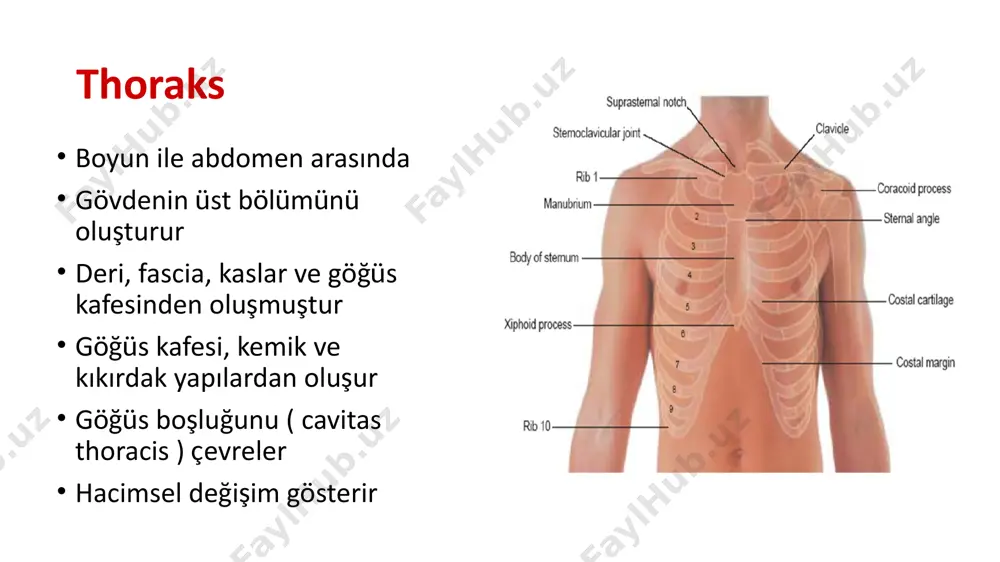 ncus costocervicalis) aa. i̇ntercostales post 3-11: aorta thorasica a subcostalis (12. ica): aorta thorasica -r. dorsalis -r. collateralis -r. cutaneus lat -rr. mammarii lat 1. r. dorsalis: hemen başlangıçta ayrılır, collum costae hizasından geçerek dorsal tarafa doğru uzanır. r. spinalis dalını verir. sırta doğru uzanır. 2. r. collateralis: angulus costae hizasında ayrılır. alt kostanın üst kenarında öne ilerler a. i̇ntercostalis ant. i̇le anostomoz yapar 3. r. cutaneus lat: 4. rr. mammarii: thoraksın venleri vv. i̇ntercostales anteriores 9 çift 1-6 via: v. thorasica interna 7-9 via: v musculophrenica’ya v epigastrica sup+v musculophrenica birleşerek v thorasica int oluşturur. v thorasica int: v brachiocephalica’ya açılır vv. i̇ntercostales posteriores 1. vip: v. brachiocephalica’ya sol 2-3 vip: v. brachiocaphalica sinistra’ya sağ 2-3 vip: v azygos’a sağ 4-11 vip: v. azygos’a açılır sol 4-8. vip: v hemiazygos acc.’a sol 9-11. vip: v. hemiazygos’a v. hemiazygos ise, t8 hizasında v. azygos’a v hemiazygos acc: t7 hizasında v. …