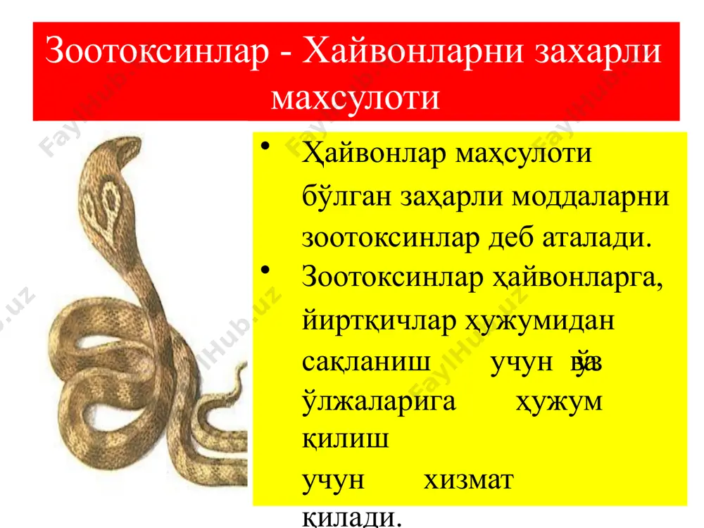 улади ущбу мосламалари ёрдамида захарлаёди. захари нейротроп хоссага эга захарли медузалар захарли ковакичлилар ковакичлилар типи 3 та синфга: гидроидлар; сцифоидлар; коралл полиплар синфларига булиниб, уларнинг хар бир синфини вакиллари орасида одам учун хавфли булган турлари мавжуд гидроидлар синфига кирувчи захарли хайвонлар ёлгон корал - millipora alcicorniis. бутсимон медуза - gonicnemus vertens; фузалиялар - physalia; португалия кемачаси - physalia physalis. цианея медузаси - cyanea энг йирик медузалардан бири. ер юзининг кутбларидан бошлаб, то тропик океангача булган хавзаларда учрайди. танаси кунгирогининг диаметри 2,5 метр, пайпасла- гичлари 30 м.гача боради айникса тропик денгизларда баликчилар, ушбу медузадан захарланишади. захаридан кучли инттоксикация кузатилади: гистамин моддаси улимга хам олиб келиши мумкин. физалия(physalia) - португалия кемачаси атлантиканинг тропик кисмида ва урта ер денгизида учрайди. пайпаслагичлари бир канча отилувчи хужайралар билан таъминланган булиб, уларнинг узунлиги бир неча метргача боради. ударнинг захари одам учун ута хавфли эмас, лекин узок вакт таркамайди. купинча кон босимини тушиб кетишига ва хушидан кетиб …