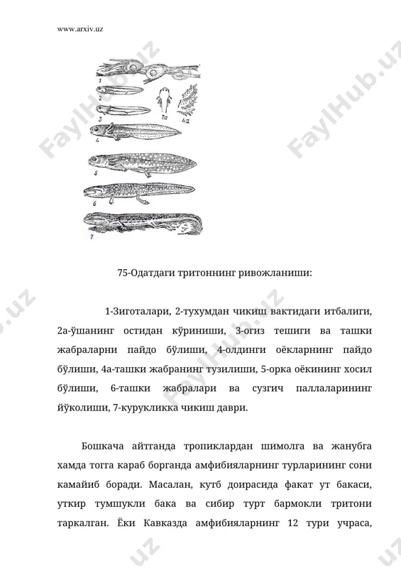 фибиялар деярли бир хилдаги овкатларни истеъмол килади. уларнинг хаммаси, вояга етган даврида хар хил умурткасиз хайвонлар – хашоратлар, чувалчанглар, кискичбакалар, моллюскалар билан овкатланадилар. биздаги амфибиялар ичида энг каттаси булмиш кул бакаси ёш бакаларни ейди ва уларни кириб юборади. яшил бакалар баъзан куш жужаларига, майда кемирувчиларга ва баликларга хужум килади. гигант саламандра баликлар ва уларнинг икралари билан озикланади. оёксизлар ер чувалчанглари ва чумолиларнинг тухумларини ейди. купчилик думсиз амфибияларнинг итбалиги усимликлар билан овкатланади. думлилар ва оёксизларнинг личинкалари хайвон организмлари билан овкатланади. амфибияларнинг хаёти температура ва намликка боглик булганлигидан уларнинг овкатланишида ихтисослашиш учун хеч имкон бермаган. температура билан намлик даражаси узгармай турадиган тропиклардагина ихтисослашган турлари учрайди. бу ерда куп турлар нукул чумоли ва термитлар билан овкатланади. урчиши. амфибиялар ривожланиш вактида купинча яшаш жойларини алмаштирадилар, чунки уларнинг купи баликлар сингари, тухум ташлаш ва тухумни ташкарида уруглантириш йули билан сувда урчиш усулини саклаб колган. буларнинг эркаги ва ургочиси орасидаги фарклар унчалик билинмайди. думсизларнинг купчилигида эркаклари …