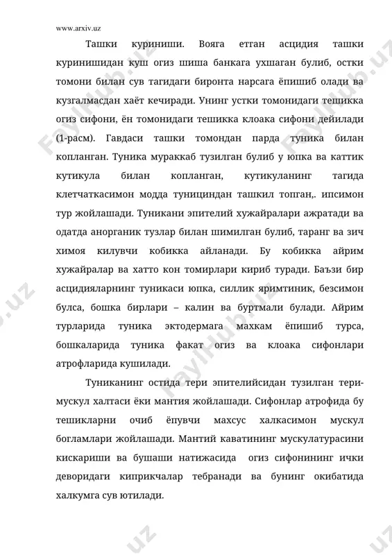 нувчи киприкчалар билан копланган. шу нов эндостил деб аталади. эндостил огиз тешигига етмасдан туриб халкум ён эгатчасига хамда халкумнинг елка томонидан утувчи елка пластинкаларига булинади. эндостилга чуккан овкат лукмалари эндостилнинг киприкли хужайралари ёрдамида юкорига халкум ён эгатчасига хайдалади. у ердан елка пластинка оркали кизиунгачга очилади. халкум нафас олиш органи хам булиб хизмат килади. кон айланиш тизими. .пардалиларнинг кон айланиш тизими туташ эмас. юраги ошкозон олдига урнашган. у мускулли халтачадан иборат. юракнинг карама-карши томонларидан иккита кон томири чикади. булардан олдингиси жабра кон томири деб аталади ва стигмаларга майда-майда шохчалар беради. кейингиси ичак кон томири деб аталади ва ички органларга боради. асцидия юрагининг узига хос хусусияти шундаки, у конни дам у томонга, дам бу томонга караб хайдайди. шундай килиб, асцидиянинг хар кайси кон томири дам артерия вазифасини ва дам вена вазифасини бажаради. урчиш органлари. асцидиянинг иккита жинсий бези – эркаклик ва ургочилик безлари ошкозоннинг устига жойлашган ва бир-бирига такалиб туради, пардалиларнинг хаммаси …