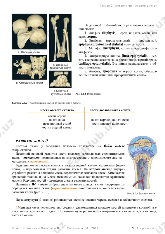 nedele embriogeneza. isxodnoy osnovoy razvitiya kosti yavlyaetsya zarodishevaya soedinitelnaya tkan  mezenxima, voznikayushaya iz kletok srednego zarodishevogo listka  mezodermi (sklerotoma). budushie kosti zakladivayutsya v vide sgusheniy kletok mezenximi (pere- ponok)  pereponchataya stadiya razvitiya kostey. na vtorom mesyatse vnutri- utrobnogo razvitiya osnovnaya massa pereponchatix zakladok kostey zameshaetsya xryashevoy tkanyu i na meste mezenximnix zakladok poyavlyayutsya xryashevie modeli budushix kostey  xryashevaya stadiya razvitiya kostey. nachinaya s 8-y nedeli embriogeneza na meste xryasha za schet nadxryashnitsi obrazuetsya kostnaya tkan (perixondralnoe okostenenie)  kostnaya stadiya razvitiya kosti (ris. 2.1.3). po takomu puti (3 stadii) razvivayutsya kosti osnovaniya cherepa, osevogo i dobavochnogo skeleta. ! menshaya chast pereponchatix (soedinitelnotkannix) zakladok kostey zameshaetsya kostnoy tka- nyu, minuya xryashevuyu stadiyu. po takomu puti razvivayutsya pokrovnie kosti cherepa, kosti litsa, chast klyuchitsi. ris. 2.1.3. razvitie kosti. ris. 2.1.2. vidi kostey. razdel 2 . osteologiya. osevoy skelet ______________________________________________________________________________________________________________________________________________________________________________ 22 | s t r a n i ts …