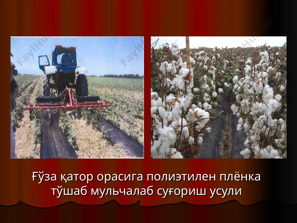 ҳолга келтиради. маҳаллий ўғитлар гўнгнинг сифати молга едириладиган озиқ, ҳайвонлар турига ва уни сақлаш усулига боғлиқ. бунда тўшама ҳам катта роль ўйнайди, чунки унинг таркибида айниқса азот кўп бўлади. тўшама сифатида нишхўртлар, яроқсиз бўлиб қолган сомон, майдаланган ёш қамиш, шоли похоли, торф, ғўза-пўчоқ кабилардан фойдаланиш мумкин. қорамол ва отлари учун бир суткада 3—6 кг, қўй, эчкилар учун 0,5—1,0 кг, чўчқалар учун (болалари билан) 6—8 кг тўшама керак бўлади. ф. а. скрябин маълумотига кўра, бир бош етук қорамолдан бир йилда 4,5 т, бир бош бузоадан 2,5 т, отдан 4,0 т, қўйдан 0,4 т, чўчқадан —0,6 т атрофида гўнг чиқиши мумкин. молхона ва отхоналарда тўпланган гўнглар махсус чуқурларга тўғгланиб шу ерда чиритилади ёки дала четлари ёки ўрталарига уюмлаб усти тупроқ билан кўмилади. гўнгдаги азотнинг камайиб кетишини олдини олиш ва фосфорли ўғитни ўсимлик яхши ўзлаштириши учун уни далага чиқариш олдидан ҳар тоннасисига 20—40 кг суперфосфат аралаштириш яхши самара беради. кўкат ўғитлар. бир ерда …
