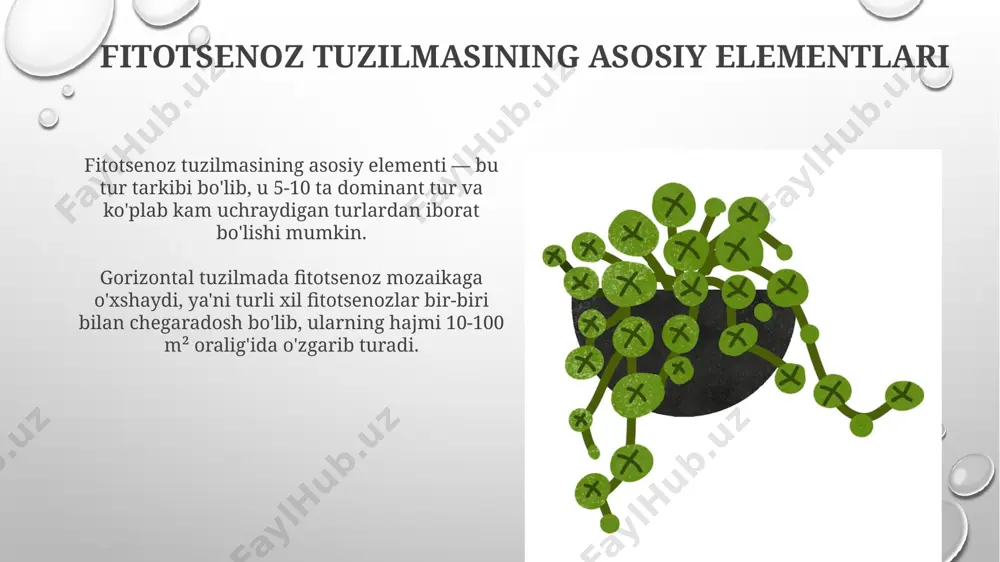 fitotsenoz strukturasi - Page 4