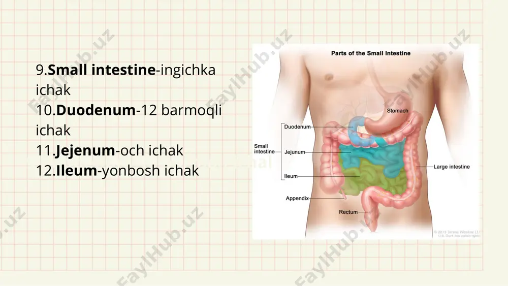 the human digestive system - Page 3