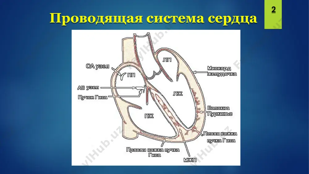 жительность (расстояние от начала зубца до его конца по горизонтали), выраженное в с (”) или мс. p q r s t методика регистрации экг по негласным правилам в качестве стандартной принята скорость 50 мм/с (в этом случае на записи экг скорость не отражается). при стандартной скорости протяжки пленки в аппарате экг 1 мм (по горизонтали) соответствует 0,02” (20 мс). при необходимости оценить ритм сердца (а также при экономии пленки) аппарат экг переводят в режим протяжки со скоростью 25 мм/с, при этом на экг отражается «v=25 мм/с», а 1 мм соответствует 0,04” (40 мс). в отделениях аритмологии (для верификации изменений восходящего или нисходящего колен зубцов) зачастую используют скорость протяжки 100 мм/с, 200 мм/с, а иногда и 400 мм/с. 9 методика регистрации экг зубец р отражает процесс возбуждения предсердий. учитывая, что sa-узел располагается в правом предсердии (пп), оно возбуждается несколько раньше левого предсердия (лп). 10 зубец р исходя из вышесказанного, возбуждение предсердий …