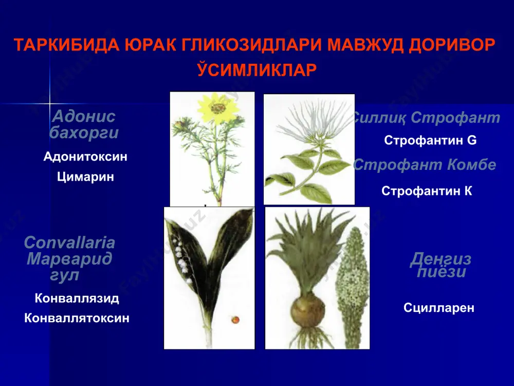 ия синус ритмли аортал ва митрал стенозлар гипертрофик кардиомиопатия * ножўа таъсирлар: юг таъсир доираси тор бўлгани сабабли 10-20% беморларда дигиталис заҳарланиш ривожланади. дигиталис заҳарланиш белгиларини қуйидаги гурухлар бўйича ажратиш мумкин: кардиал ва нокардиал белгилари. 1.кардиал белгилар: қоринчали экстрасистолия синусли брадикардия синоаурикуляр, атриовентрикуляр блокадалар бўлмачалар титраши ва ҳилпиллаши туридаги ритм бузилишлари 2. меъдағ-ичак йўли бузилишлари: кўнгил айниши қусиш қоринда оғриқлар диарея анорексия 3. неврологик бузилишлар: уйқунинг бузилиши бош оғриши, бош айланиши гиподинамия неврит, радикулит, парестизиялар 4. кўриш органлари бузилишлари: рангли кўришн бузилиши (ксантопсия) 5. бошка симптомлар: - қон тизими томонидан (тромбоцитопения, петехия, бурундан қон кетиш) гинекомастия 6. аллеергик реакцияллар – кам ҳолларда юглари билан захарланишда даво 1. юг киришини тўхтатиш 2. антидот сифатида унитиол киритиш - na+, к+- атфазасини реактивациялаш учун. 3. конда са2+ ионини боғлаш учун эдта киритилади. 4. миокарда к+ ионларинг дефицитини бартараф этиш учун ксl киритиш. 5. агар юг ичишга берилган бўлса - холестерамин, фаоллаштирган кўмир, вазелин …