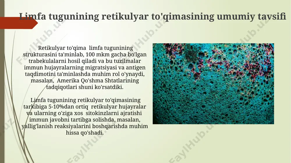 , asosan, iii toifa kollagen va retikulinlardan tashkil topgan bo'lib, uning diametri taxminan 0,5-2 mkm ni tashkil etadi va bu tolalar limfa tugunining butun strukturasini qo'llab-quvvatlaydi, shu jumladan, t hujayrali zonalarni ham. e'tiboringiz uchun rahmat @taqdimot_robot image1.jpg image2.jpg image3.jpg image4.jpg image5.jpg image6.jpg image7.jpg image8.jpg image9.jpg image10.jpg image11.jpg image12.jpg