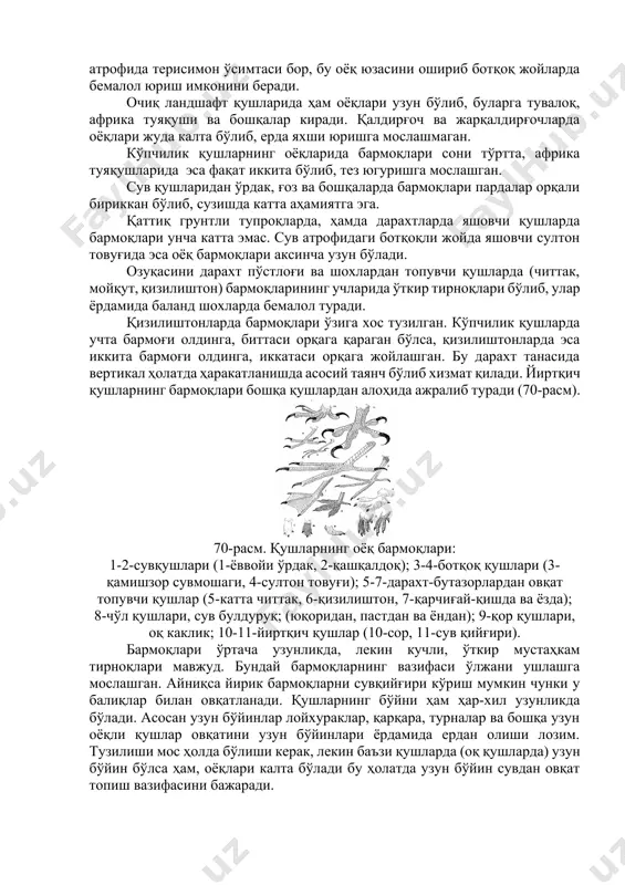 ) tumshug'i nozik, ingichka bo'lib tuproq, barg va shoxlarni titishga va uni ostidagi nozik hashorotlarni topishga moslashgan. boshqacha formadagi tumshuqlar hashorotlarni tutuvchi pashshaxo'rlar (jannat pashshaxo'ri, qaldirg'och, uzunqanot, tentakqush va boshqa), hashoratlarni uchib topadi. ularning tumshug'i juda kalta, lekin keng ochiladi. tumshuq asosining yonida kalta qalqonchalari bor. natijada ochiq tumshuq voronkaga o'xshaydi bu yordamida uchish vaqtida osongina hashorotlarni ushlaydi. suv qushlarining tumshuqlari yuqorida ta'kidlangan qushlarning tumshuqlaridan butunlay farq qiladi. jumladan, o'rdaklarda tumshug'i keng, yassilashgan shoxsimon plastinkadan iborat. qushlarning oyoqlari ovqatlanish joyiga qarab har-xil tuzilgan (69-rasm). 69-rasm. qushlar oyog'ining nisbiy uzunligi: 1-katta qiziloyoq; 2-kulrang qo'ton; 3-tuvaloq; 4-afrika tuyaqushi; 5-uzunqanot. loyxo'rlarda, qarqara, turnalarda oyoq juda uzun, bu qushlar suv atrofidagi botqoq joylardan ovqat topishga moslashgan. oyoq barmoqlari atrofida terisimon o'simtasi bor, bu oyoq yuzasini oshirib botqoq joylarda bemalol yurish imkonini beradi. ochiq landshaft qushlarida ham oyoqlari uzun bo'lib, bularga tuvaloq, afrika tuyaqushi va boshqalar kiradi. qaldirg'och va jarqaldirg'ochlarda oyoqlari juda kalta bo'lib, erda …