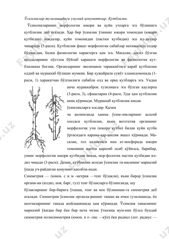 и тўқима — меристема (юнон. меристос — бўлинувчи) бўлади. бу тўқиманинг ҳужайралари янги ёш ҳужайралар ҳосил қилиш хусусиятини узоқ вақг саклайди ва унинг фао-лияти натижасида шохланиш (бутокданиш) юзага келади. шохланиш (бутоқланиш) хиллари. шохланиш натижа-сида ўсимликларнинг тана юзаси катгалашади, бу ўз навба-тида озиқланиш учун муҳим аҳамиятта эга. ўсимликлар-нинг шохланиши ўзига хос шакл тузилишида бўлиб, асо-сан тўрт хилдир. 1. дихотомик (юнон. ди — икки, т о м э — бўлиниш) шохланиш. бунда ўсимлик нуқтасининг бир хил ривож-ланиши натижасида иккита куртак ҳосил бўлади. кейин-чалик ҳосил бўлган куртаклардан айрисимон шохчалар ривожланади. бу шохчалар, ўз навбатида, иккиламчи шох-чалар ҳосил қилади. бундай шохланишни диктиота, сфа-целярия (9-расм) сувўтларда, замбуруғларда учратиш мум-кин. тубан ўсимликларда бундай шохланиш усули эволю-циянинг турли даврларида учрайди. юксак ўсимликларда дихотомик шохланиш содда шакл тузилишга эга бўлган псилофитлар, плаунлар, жигарсимон йўсунларда кўрина-ди. агар ҳосил бўлган шохча пастдан юқори ўсиб тарақ-қий этса бундай ўсишга акропетал (юнон. акрос — уст-ки, чўққи, петерс — интилиш) ривожланиш деб аталади. …