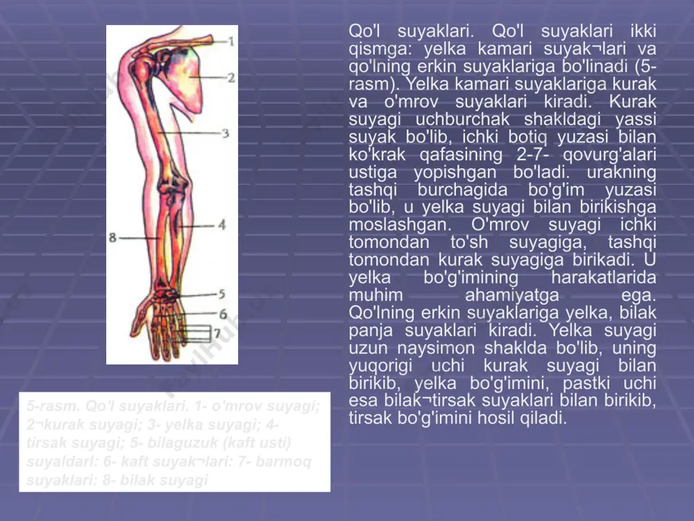 ing rivoj!anishiga va mustah¬kamlanishiga sabab bo'lgan. 6-rasm. oyoq suyaklari. . 1- chanoq suyagi; 2 - son suyagi; 3 - chanoq¬son bo'g'imi; 4- tizza qopqog'i suyagi; 5- katta boldir suyagi; 6- kichik boldir suyagi; 7- tovon suyagi; 8- oyoq kafti suyaklari; 9- panja suyaklari. suyaklarning birikishi yuqorida tan a suyaklari bayon etilganda ularning bir-biriga birikishi haqida qisqacha ma'lumot berilgan edi. shu bilan birga, bu birikish ularning harakatlanishida muhim ahamiyatga ega. odam tanasidagi 206 ta suyakning hammasi bir-biri bdan ikki xii: hara¬katsiz va harakatli birikadi. suyaklarning h,1 rakatsiz (oraliqsiz 3 uzluksiz) birikishigh bosh, umurtqa va chanoq suyaklarining bir-biri bilan tutashuvi misol bo'ladi. ular boylamlar, tog'aylar, suyak chokjari yordamida bir¬biriga birikadi. bosh suyagi peshona, tepa, chakka, ensa kabi alohida suyak¬lardan iborat bo'lib, bola o'sgan sari ular chok yordamida bir-biriga birikib, yaxlit bosh suyagini hosil qiladi. bu suyaklar bir-biriga uzluk¬siz - zich birikkanligi uchun ular harakatsiz bo'ladi. aksariyat darsliklarda umurtqa pog'onasi suyaklarning hara¬katsiz birikishiga …