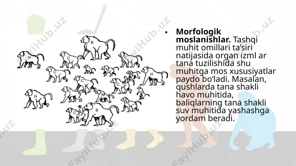 an himoya qila olmaydi. chunki ular toshbaqalarni osmondan qattiq yerga tashlab parchalab yeydilar. savol va topshiriqlar morfologik moslanishlar haqida gapirib bering. o‘simliklar olamidagi moslanishlarning ahamiyati. organizmdagi moslanishlarning nisbiyligini qanday izohlaysiz. zoologiyadan o‘zlashtirgan bilimlaringiz asosida sutemizuvchilardagi etologik moslanishlarga misollar keltiring. image2.jpeg image3.jpeg image4.png image5.jpeg image6.jpeg image7.jpeg image8.png image9.png image10.jpeg image11.png image1.jpeg