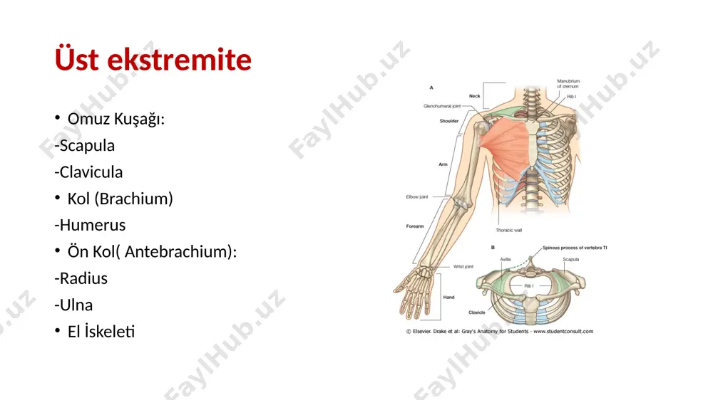 lae acromion processus coracoideus facies costalis (anterior): yayvan-çukur şeklinde fossa subscapularis linea muscularis (fossa subscapularis’i kaplayan m. subscapularis‘in tutunması ile oluşan izler facies dorsalis (posterior ) spinae scapulae: -m.deltoideus (kolun esas abduktor kası) -m.trapezius (omuz çökmesini engelleyen kas) fossa supraspinata (konkav) fossa i̇nfraspinata (konkav+konvex) acromion trigonum spinae: spinae scapulae ile margo medialis arasında linea i̇nterspinalis: t4 vertebra seviyesi bu seviyenin üzerinde, akcierlerin üst lobları bulunur. margo superior en kısa en ince biraz konkav margo lateralis: en kalın margo medialis: en uzun üst 1/3 kaslarla kaplı alt 1/3 palpe edilebilir margo superior: processus coracoideus: m. pectoralis minor(i) m. coracobrachialis(o) m. bicepsbrachii ‘nin caput brevesi(o) i̇ncisura scapula: lig. transversum scapulae superior tutunur. oluşan delikten nervus suprascapularis geçer angulus inferior 7. kaburga veya t7 palpe edilebilir angulus superior 2. kosta hizasında angulus lateralis en kalın cavitas glenoidalis caput scapulae/collum scapulae cavitas glenoidalis angulus lat’te yer alır dışa ve öne bakar tuberculum supraglenoidale -m.biceps …