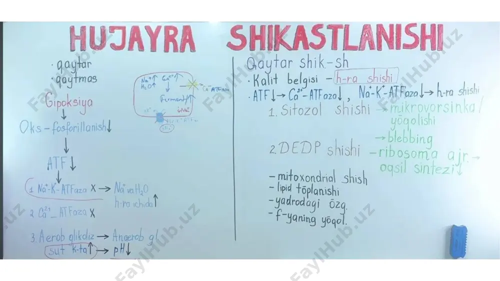 ichi osmotik bosim oshib, shish rivojlanadi. nekroz morfologiyasi – hujayra yadrosi yo'qolib, tsitoplazma oqsillari denaturatsiya va koagulyatsiyalanib, eozin bilan to'q bo'yaladi, vakuolizatsiya paydo bo'ladi. nekroz jarayonining davrlari: 1) paranekroz – nekrozga yaqin qaytar jarayon; 2 ) nekrobioz – qaytmas distrofik jarayon; 3) autoliz – o'z lizosomal fermentlari ta'sirida hujayra va to'qimaning nobud bo'lishi. 4) apoptoz – hujayraning genli dasturlangan nobud bo'lishi. sabablari bo'yicha nekroz ning turlari: 1) travmatik; 2) toksik; 3) trofonevrotik; 4) allergik; 5) ishemik nekrozning makroskopik belgilari. nekrozlangan to'qimaning kontsistentsiyasi, rangi va hidi o'zgaradi. miokard va bosh miya nekrozida to'qima yumshaydi, erib ketsa – miomalyatsiya, entsefalomalyatsiya deyiladi. yurak, buyrak, taloqda nekroz oq yoki oq-sariq rangli infarkt ko'rinishida bo'ladi. infarkt – to'qimaning qiymalanishi degani. teri, oyoq-qo'llar nekrozi zichlashib, qurib, mumifikatsiyalanib, temir sulfid paydo bo'lishidan qora rangga kiradi, gangrena deyiladi. gangrena – kuyish, rangi qorayish. 1) koagulyatsion nekroz – oqsilga boy to'qimalarda denaturatsiya oqibatida quruq, zich, kulrang-sariq tusdagi nekrozdir . …