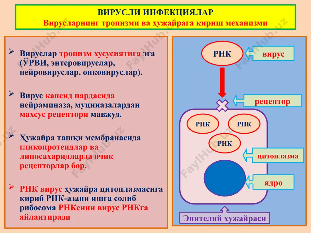 инфекцион касалликлар - Page 5