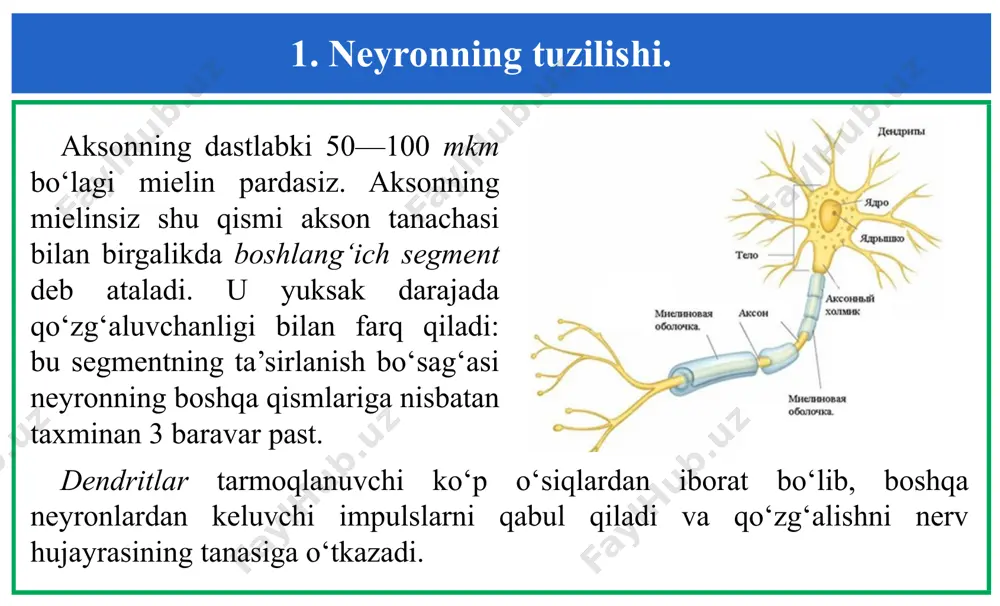 y ionlar koʻp miqdorda ajraladi. natijada gliya atrofida uning miqdorini koʻpayishi gliya hujayrasida depolyarizatsiyani vujudga keltiradi. 2. neyrogliya va uning ahamiyati. neyrogliyaning nerv faoliyati uchun muhim ahamiyatga ega ekanligini ishlayotgan neyronlar atrofida gliya hujayralarining koʻpayishidan bilish mumkin. masalan, yorugʻlik yoki qoʻngʻiroq bilan ta’sirlash vaqtida kalamush miyasining koʻrish yoki eshitish zonasida ishlayotgan nerv hujayralar atrofida gliya hujayralari koʻpayib ketadi. shartli reflekslar hosil boʻlishida ham gliya katta ahamiyatga ega. 3. mielinli va mielinsiz nerv tolalari. aksonlar mielin qobiqli va qobigʻsiz boʻladi. mielinli tola silindr va uni oʻrab olgan mielin va shvann qobiqlaridan tuzilgan. u silindr membrana (yoki aksolemma) va aksoplazmaga ega. mielin parda shvann hujayralarining mahsuli boʻlib, lipid va oqsildan tuzilgan. mielin parda elektr izolyatsiyasi rolini bajaradi. mielinsiz tolalar faqat shvann qobiqqa ega boʻlib, asosan vatda uchraydi. 4. qoʻzgʻalishning tarqalishi. qoʻzgʻalishning tarqalish tezligi mielinsiz nerv tolalarida aksonning diametriga bogʻliq. ularning diametri 100 mkm dan 1000 mkm gacha boʻladi. mielinli nervlarda esa akson …