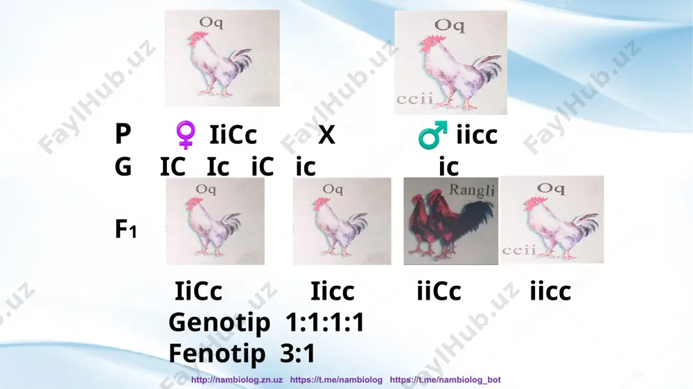 biri bilan birikkan genlar deyiladi. ular birikkan guruhlarni tashkil etadi. http://nambiolog.zn.uz https://t.me/nambiolog https://t.me/nambiolog_bot genlarning birikkan guruhi xromosomalarning gaploid to‘plamiga mos keladi. genlar bir xromosomada bo‘lganda nasldan naslga o‘tish qonuniyatlari haqidagi masalani t.morgan va uning shogirdlari mukammal o‘rganishgan. http://nambiolog.zn.uz https://t.me/nambiolog https://t.me/nambiolog_bot organizmlar jami xromosomasi 2n birikkan guruhi n odam 46 ta 23 ta drozofila 8 ta 4 ta no‘xat 14 ta 7 ta ular o‘z tadqiqotlarini drozofila meva pashshasida olib borishgan. drozofila meva pashshasi genetik tadqiqotlar uchun juda qulay. http://nambiolog.zn.uz https://t.me/nambiolog https://t.me/nambiolog_bot bir xromosomada joylashgan genlar birikkan genlar bo‘ladi, ya’ni mustaqil taqsimlanmay, asosan, birgalikda nasldan naslga o‘tadi. p g f1 bu ikki juft allel bo‘yicha geterozigotadir. http://nambiolog.zn.uz https://t.me/nambiolog https://t.me/nambiolog_bot tahliliy chatishtirish o‘tkazishda digeterozigota urg‘ochi pashshalarni retsessiv belgili gommozigota erkak pashshalar bilan chatishtiramiz. mendelning ikkinchi qonuni bo‘yicha naslda to‘rt xil fenotipli: 25 % normal qanotli kulrang tanali, 25 % kalta qanotli kulrang tanali, 25 % normal qanotli qoramtir tanali, 25 % kalta …