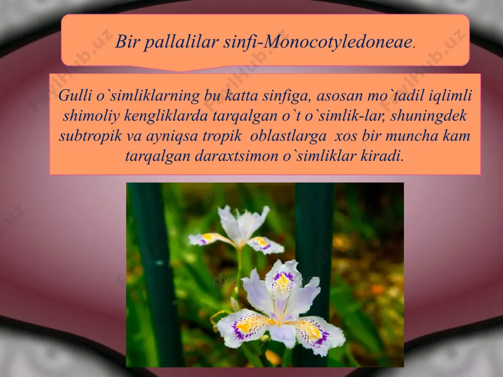 ozguldoshlar oilasi - alliaceae bu oilaga 32 avlod 750 tur o`simliklar kiradi. shulardan 310 tasi piyozlar avlodiga mansubdir. o`zbekiston florasida bu oiladan 165 turi uchraydi. piyozguldoshlar yer qismining hamma qismida xususan dasht va cho`l zonalarida keng tarqalgan. barcha piyozguldoshlar o`t o`simligi bo`lib, yer ostida piyozboshi yoki ildizpoyasi bo`ladi. sarimsoq piyozi - allium sativum.l. bo`yi 100 sm gacha boradigan ko`p yillik o`tsimon o`simlik. piyozi tuxumsimon shaklda bo`lib, 7 donadan 30 donagacha boradigan mayda - mayda piyozchalar tashkil topgan. pallalari oqish rangda bo`ladigan, pardadek umumiy po`st bilan o`ralgan. pallalari ham, o`z navbatida pushti yoki binafsha rang po`st bilan qoplangan uzunligi 4 sm gacha boradi. boshoqdoshlar oilasi – graminerae bu oilaga bir yillik ikki yillik va ko`p yillik o`simliklar va ba`zan bo`yi bir necha metrga yetadigan daraxt o`simliklar kiradi. poyalari poxol bo`lib, bo`g`im va bo`g`im oraliqlari bor, poyaning bo`g`im oralari ichi bo`sh (kovak) ba`zi xollardagina masalan, makkajo`xori, sava cho`llardir. qiyoqgullilar tartibi - cyperales. …