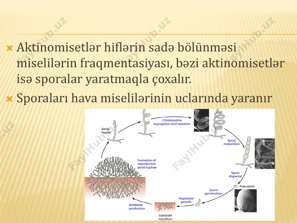 aktinomisetlərin morfolojiyasi - Page 5