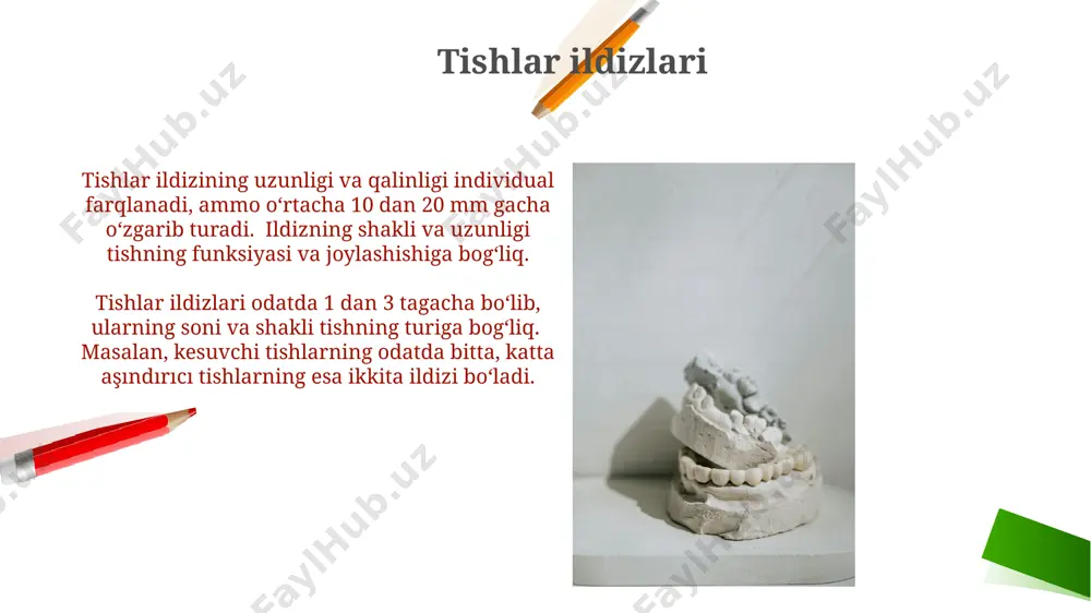 tishlarning anatomik tuzilishi - Page 5