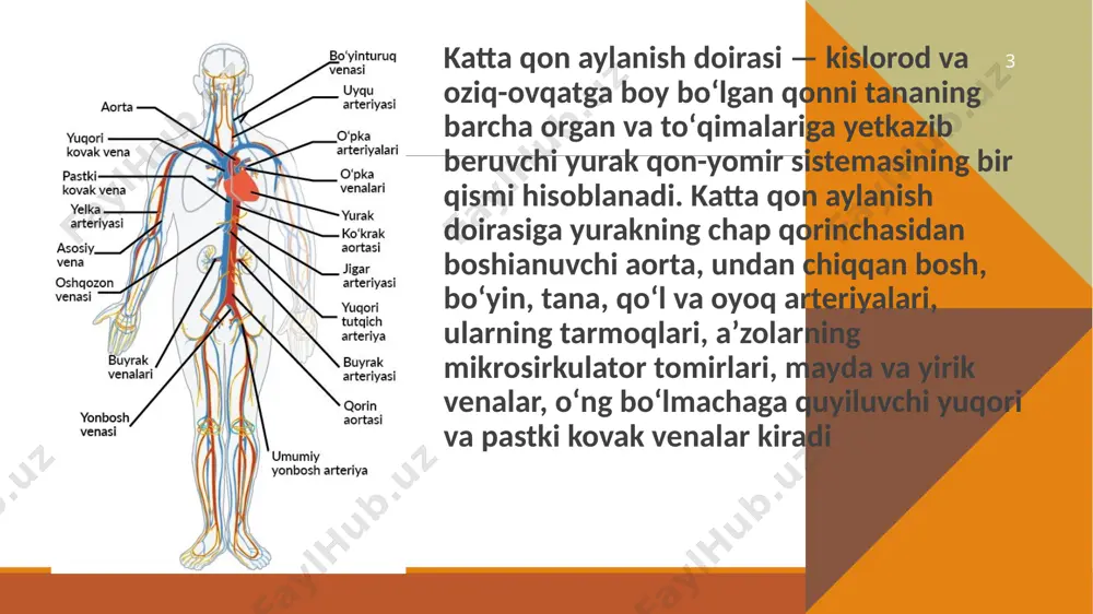 archa arteriyalar koronar sinusga tushadigan barcha venalarning koronar sinus tojsimon sinus bilan tutashgan joyida klapanlar mavjud. yurakning oldingi venalari koronar sinusga tojsimon sinus yaʼni boʻshliqqa tushmaydi, balki toʻgʻridan-toʻgʻri oʻng atriumga tushadi. besian venalari deb nomlanuvchi baʼzi kichik tomirlar toʻgʻridan-toʻgʻri yurakning toʻrta kamerasidan biriga oʻtib boradi. 13 mikroanatomiyasi koronar sinus devori qisman mushaklidir. funksiya koronar sinus yurak qon taʼminotining taxminan 55% venoz qon qaytishi uchun javobgardir. 14 15 klinik ahamiyati elektrodlar yurakning elektrofiziologiyasini oʻrganish uchun koronar sinusga va orqali kiritilishi mumkin. bu koronar sinus elektrogrammasini oʻz ichiga oladi. koronar sinus toʻgʻridan-toʻgʻri oʻng atrium oʻng boʻlmachasi bilan bogʻlanadi. oʻpka gipertenziyasi kabi oʻng atrial bosimning oshishiga olib keladigan har qanday holat natijasida kengayadi . kengaygan koronar sinus tojsimon boʻshliq baʼzi tugʻma yurak-qon tomir kasalliklarida ham kuzatiladi, masalan, doimiy chap yuqori vena kavak va oʻpka venasining umumiy anomaliyasiga qaytadi. 16 koronar arteriya kasalligi tojsimon arteriyalarning torayishi boʻlib, kasallikning dastlabki daavrlarida simptomsiz boʻladi ammo keyinchalik …