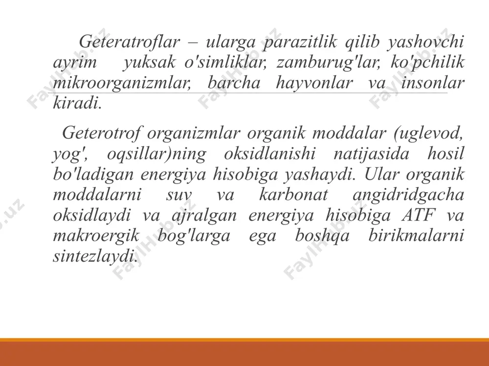 ga oshadi. xloroplastning o'rtacha 75 foizini suv va 25 foizini quruq modda tashkil qiladi. quruq moddaning 30-45 foizi oqsil, 20-40 foizi lipoid, 10-20 foizi turli zahira uglevodlar va 6,5-10 foizi kul tarkibidagi elementlarga to'g'ri keladi. ulardan tashqari xloroplast tarkibida dnk, rnk, a, d, ye va k vitaminlari hamda boshqa organik birikmalar uchraydi. xloroplast tarkibida uchraydigan pigmentlar asosan uchta sinfga bo'linadi: 1) xlorofillar, 2) karotinoidlar, 3) fikobilinlar. 1817 yilda frantsuz kimyogarlari p.j.pelte va j.kavantular birinchi marta o'simlik bargidan yashil pigmentni ajratib oldilar va uni xlorofill deb atay boshladilar. bu yunoncha “chloros” - yashil va “phyllon” - barg so'zlaridan olingan. 1906-1914 yillarda nemis kimyogari r.vilshtetter xlorofillning elementar tarkibini aniqladi: xlorofill “a” – c55 h72 o5 n4 mg va xlorofill “b” - c55 h70 o6 n4 mg. nemis biokimyogari g.fisher xlorofillning tuzilmaviy formulasini aniqladi. xlorofill - xlorofillindikarbon kislotasining murakkab efiri bo'lib, bunda kislotadagi bir karboksilning vodorodi metil (c3oh), ikkinchi karboksilning vodorodi fitol (c20h39on) …