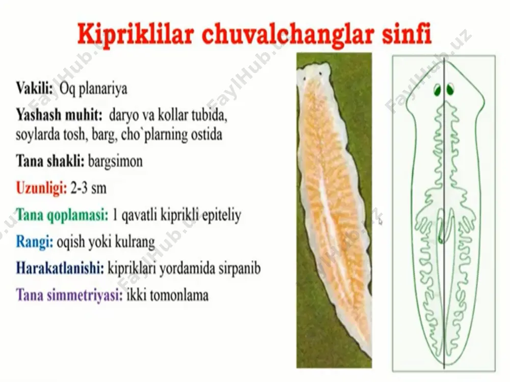 "yassi va to’garak chuvalchanglar tipi" - Page 3