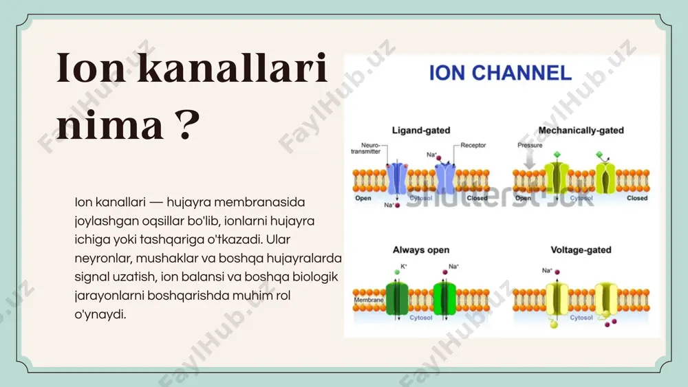 imida inhibitiv signallarni uzatish yoki hujayra ph balansini saqlash uchun. 01 02 03 ionoforlar: ionoforlar orqali nima o‘tadi? kaliy (k⁺): valinomisin kaliyni membrana orqali tanlab o‘tkazadi. kaltsiy (ca²⁺): ba’zi ionoforlar kaltsiy ionlarini hujayra ichiga kiritadi, masalan, a23187 ionofori. protonlar (h⁺): nigerisin protonlarni membrana orqali tashib, ph muvozanatini boshqaradi. ionoforlar ionlarni membrana orqali tashishga yordam berib, ko‘pincha kationlar (musbat zaryadlangan ionlar) yoki protonlar bilan ishlaydi: ionoforlar qanday ishlaydi? 01 02 halqa hosil qilib tashish (makrosirkulyar ionoforlar): yirik tuzilishga ega bo‘lib, ionlarni halqa ichiga qamrab olib membranadan o‘tkazadi. misol: valinomisin faqat k⁺ ionlarini tanlaydi va tashiydi. to‘g‘ridan-to‘g‘ri transport (mikrosirkulyar ionoforlar): kichik molekulalar ionni o‘zi bilan bog‘lamasdan membrana orqali o‘tkazadi. misol: nigerisin h⁺ ionlarini tashiydi. ionoforlar ionlarni tashishning ikki asosiy usulidan foydalanadi: 01 02 03 ionoforlar orqali nima kiradi/nima chiqadi? kaltsiy (ca²⁺) kiradi: hujayra ichidagi kaltsiy konsentratsiyasini oshiradi, bu mushak qisqarishi yoki fermentlar faollashuvini boshlaydi. kaliy (k⁺) chiqadi yoki kiradi: hujayra ichidagi kaliy …
