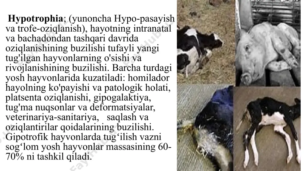 yoki paba, tug'ruqdan keyingi hayotning ikkinchi kunidan esa to'liq ovqatlanishni ta'minlaydigan va tananing qarshiligini oshiradigan tabiiy me'da shirasi va boshqa vositalar bilan yuboriladi. 15 nazorat savollari: 1. oziqlanish etishmovchiligining ta'rifi, etiologiyasi, rivojlanishi va klinik belgilarini aytib bering? 2. o'tkir gipoksiyaning ta'rifi, etiologiyasi, rivojlanishi va klinik belgilarini aytib bering? 3. oziqlanish etishmovchiligi diagnostikasi va qiyosiy tashxisini tushuntirib bering? 4. o'tkir gipoksiya diagnostikasi va qiyosiy tashxisini tushuntiring? 5. oziqlanish etishmovchiligini davolash va oldini olish usullarini ayting? 6. o'tkir gipoksiyani davolash va oldini olish usullarini ayting? yosh hayvonlar nomidan tashakkur ?????? image1.jpeg image2.jpeg image3.jpeg image4.jpeg image5.jpeg image6.jpeg image7.jpeg image8.jpeg image9.jpeg image10.jpeg image11.jpeg image12.jpeg image13.jpeg image14.jpeg image15.jpeg image16.jpeg image17.jpeg image18.jpeg image19.jpeg image20.jpeg rene_becker /docprops/thumbnail.jpeg
