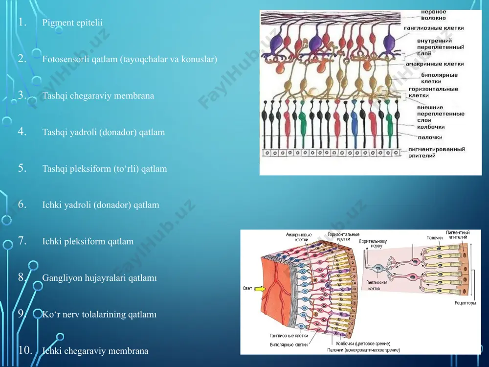 shemiyasining xususiyatli belgilariga peripherik avaskulyar zonalar, arterio-venoz shuntlar, preretinal fibrogliyal membranalar, ko‘r nervi diskining atrofiya qilishi kiradi. tug‘malarga olib keladigan va atrofdagi to‘qimalarning deformatsiyasiga va funksional buzilishlarga sabab bo‘lgan o‘sma va patologik o‘zgarishlar olib tashlanishi kerak. nevrofibromatoz 2-tipi (nf-2) — kam uchraydigan kasallik. xos belgi — sakkizinchi juft cranial nervlarning (eshitish nervi) ikki tomonlama shvannomasi. ko‘z alomatlari to‘r pardasi va pigmentli epiteliydagi kombinatsiyalangan gamartomalar, ko‘r nervi gliomasi yoki meningionomani o‘z ichiga oladi. gippel-lindau kasalligi — meros bo‘lib o‘tadigan kasallik bo‘lib, uning geni 3p25 xromosomada joylashgan. o‘zgartirishlar tez-tez tasodifan, bolalarda ko‘z egiluvchanligini tekshirish yoki tibbiy ko‘rikda aniqlanadi. to‘r pardadagi angiomalar, katta burilgan qon tomirlari bilan uzumni eslatadi. ushbu shakllar retinaning gemangioblastomalariga o‘xshaydi, chunki gistologik jihatdan ular miya ko‘rsatkichi gemangioblastomalariga o‘xshaydi. to‘r pardadagi gemangioblastomalar endofitik yoki ekzofitik o‘sishga ega, ko‘r nervi diski va ko‘r nervi jarayonga jalb qilinishi mumkin; tez-tez gemangioblastomalar makulopatiyalar bilan birga bo‘ladi. patologik jarayonga boshqa organlar ham jalb qilinadi. …
