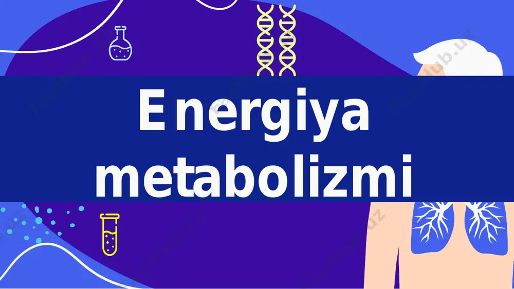 ning allosterik ingibitor va aktivatorlari • fermetlarni sintezlaydigan genning insulin va glukagon orqali boshqarilishi • tezlikni cheklovchi fermentlarning fosforillanishi (glukagon) va defosforillanishi (insulin) ▫ 3 xil holati mavjud: organizmning ozuqaviy holatlari • toʻqlik (absorbtiv) – “well-fed state” • ochlik (postabsorbtiv) – “fasting state” • ocharchilik – “prolonged fasting state” ▫ toʻqlik holati • ovqatlangandan keyingi 1-3 soat • glukoza, aminokislotalar qonga soʻrilgan • qonda glukoza miqdori ↑ • lipidlar xilomikronlarga → limfaga → qonga soʻrilgan; qonda ↑ • insulin/glukagon nisbati ↑ (yaʻni insulin ↑) • energiya manbalarini zaxiralashga qaratilgan faoliyat ▫ insulin uchun 3 ta asosiy nishon toʻqima: - jigar - muskul - yogʻ toʻqimasi • insulin yogʻ toʻqimasi va muskulga glukoza kirishini oshiradi • ovqatdan keyin jigar asosiy energiyani ortiqcha aminokislotalar parchalanishidan oladi • miya va eritrotsitlar insulinga bogʻliq boʻlmagan holda glukozani oʻzlashtiradi • miya toʻqlik va ochlik holatida glukozadan foydalaniladi. faqat ocharchilik vaqtida miya keton tanachalardan ham foydalanadi …