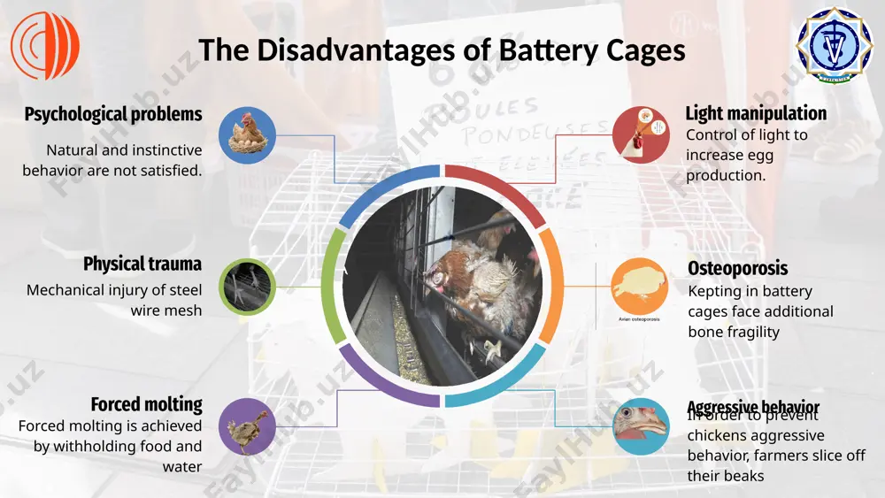 eir natural behaviors as a result of increasing the height of cages by 12.5 cm, at the front of the cage increased from 43 cm to 55 cm and at the back from 35.5 cm to 48 cm. switch to an alternate keeping method. increasing the height of the cage individual approach to keeping hens determining a cage of a certain size or limiting the number of heads based on the breed and cross characteristics of each hens. recommendations ensuring the poultry well being kept in battery cages. % voting results on issue №2: approved 10 (18.8%) refused: 40 (75,5%) neutral: 3 (5.7%) № neutral refused approved 3 40 10 % neutral refused approved 5.7 75.5 18.8 image9.png image10.png image1.jpeg image2.jpeg image3.png image4.svg image5.svg image6.png image7.svg image8.png image11.png image12.gif image13.png image14.png image22.png image23.svg image24.png image25.png image26.png image27.png image28.png image15.png image16.png image17.png image18.png image19.svg image20.png image21.svg image34.png image35.png image36.png image29.jpg image30.jpg …