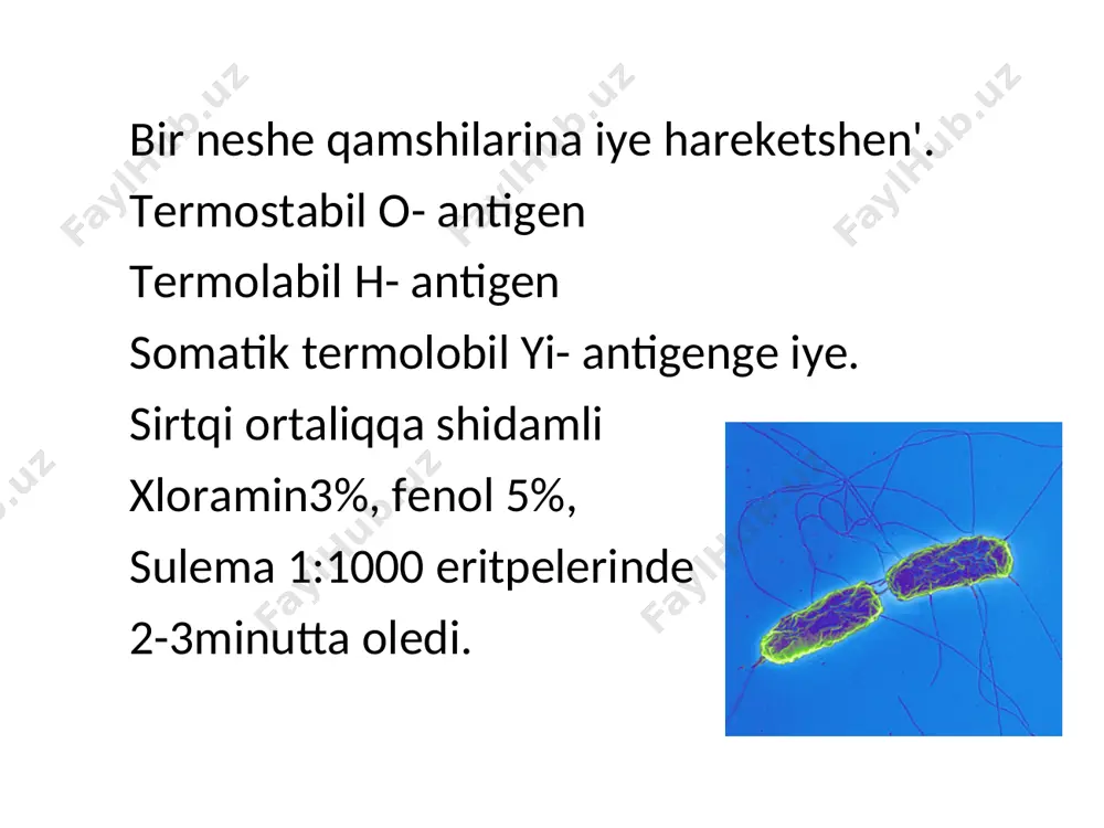 o'rtip isedi, kesip ko'rilse qon'ir-qizg'ish ren'de boladi. bul narestenin' miyine uqsag'ani ushin " miy ta'rizli isiniw" dep ataladi. da'wir. 2-ha'ptesine tuwri kelip, isken follikulalar ha'm peyer bilyashkalarinda nekrozlaniwi, jasil-sarg'ish , gu'ngirt ren'de boladi. da'wir. 3- ha'ptesine tuwra keledi. jaralaniw da'wri dep atalip, nekrozlang'an toqimalalt ko'ship tu'sip, orninda jaralar payda boladi. da'wir. 3-ha'ptenin' aqiri 4- ha'ptenin' baslarinda. ishektegi jaralar nabit bolg'an toqimalardan tazalanadi. da'wir. 5-6- ha'ptelerine tuwra kelip, jaralar pitip orninda shandiq qalmastan, ku'lren' daqlar qaladi. jin’ishke ishektegi patomorfologiyaliq o’zgerisler 1–miyge uqsas isiniw basqishi (peyer pileksheleri ha’m sollitar follikulalar) (1-ha’pte); 2–peyer pilekshelerinin’ nekroz bashqishi (2-ha’pte); 3–jara payda etiw basqishi (3-ha’pte); 4-jaralar tazalaniwi ha’m pitiw basqishi (4-5-ha’pte). некроз хосил булиши klinikasi 6 basqishta o'tedi 1. jasirin ( inkubatsion) 9-14, 7-24 ku'n aralig'inda 2. baslang'ish da’wiri(st. incrementi) 1 ha'pte dawam etedi 3. ha'wij aliw da’wiri ( st. fastigi) 10-15 ku'n dawam etedi. 4. zorig'iw da'wri (st. acme) 5. kesellik belgileri so'niw da'wri(st. decrementi) …