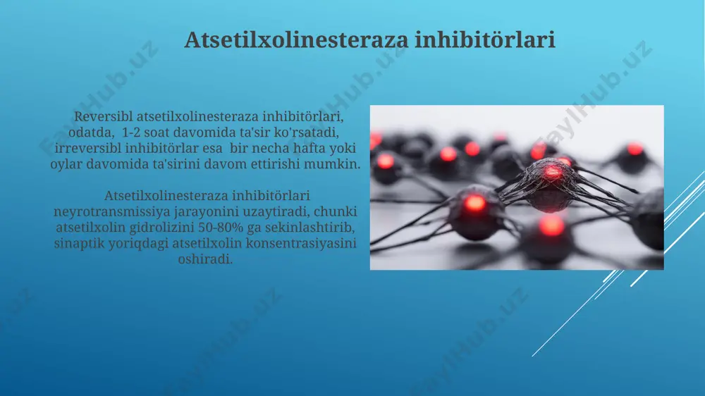 0 ng/kg dozalarida bloklashi aniqlangan. postsinaptik modulyatsiya nikotinik retseptorlarning desensitizatsiyasi 2-3 soniyadan so'ng sodir bo'ladi va atsetilxolinning yuqori konsentratsiyasiga javoban ion kanallarining yopilishini keltirib chiqaradi, shu bilan neyrotransmissiyani zaiflashtiradi. muskarinik m2 retseptorlarining faollashuvi adenosin monofosfat (amp) darajasini pasaytiradi va kaltsiy kanallarini bloklagan holda, atsetilxolinning neyrotransmissiya ta'sirini susaytiradi. muskarin retseptorlari agonistlari muskarin retseptorlari agonistlari, masalan, metaxolin yoki karbahol, m1 dan m5 gacha bo'lgan beshta muskarinik retseptorlar subtipini faollashtirishi mumkin va bu turli xil fiziologik ta'sirlarga olib keladi. muskarin retseptorlari agonistlari yurak urish tezligini sekinlashtirishi mumkin, bu esa sinus tugunining m2 retseptorlari orqali vagal tonusining kuchayishi bilan bog'liq bo'lib, taxminan 10-20% ga kamayishi mumkin. nikotin retseptorlari agonistlari ba'zi nikotin retseptorlari agonistlari, ya'ni muskullarni kuchaytirish va neyrotransmitterlarning chiqarilishini 30-50% ga oshirish orqali sinaptik uzatishni kuchaytiradi. nikotinik retseptorlar agonistlari, shu jumladan nikotin, depolyarizatsiya blokadasi orqali yuqori dozalarida nerv-mushak o'tkazuvchanligini susaytirishi mumkin, bu esa mushak tolalarining falajiga olib kelishi mumkin. yon ta'sirlar va toksiklik nikotin …