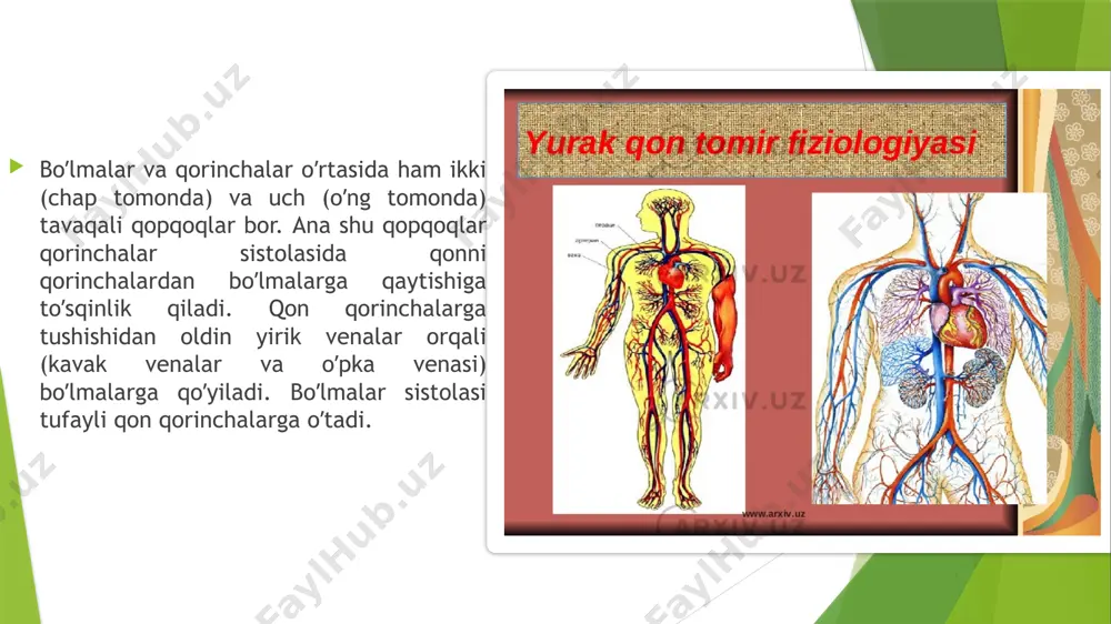 smi tebeziy tomirlari orqali oʼng qorinchaga quyiladi. yurakning toj tomirlari simpatik nerv va adrenalin tasirida kengayib adashgan asab, gistamin, atsetilxolin tasirida torayadi. odamda yurak asosi ii qovurgʼa sathida turadi, choʼqqisi esa v qovurgʼalar orasida toʼsh chekkasidan bir necha santimetr masofada turadi. odam yuragining kattaligi taxminan uning mushtiga teng boʼladi, ogʼirligi erkaklarda 300g, aѐllarda esa 250g ga teng. yurak hajmi 250 dan 350 sm3 gacha boʼladi. yurak yuzasi boʼylab oʼtgan egatlarda yurak tomirlari ѐtadi: boʼlmalar va qorinchalararo chegarada joylashgan tojsimon egat, yurak asosidan choʼqqisiga oʼtadigan oldingi egat va orqa egat shular jumlasiga kiradi. yurak devori 3 qavatdan-tashqi, seroz-epikard: oʼrta mushak qavat-miokard: ichki-endokarddan tashkil topgan. yurak tashqi tomondan parda-perikard (yurak oldidagi xalta) bilan qoplangan. perikard boʼshligʼi ozroq miqdordagi seroz suyuqlik bilan toʼlgan. yurak oʼng va chap yarim boʼlimlarga toʼsiq bilan boʼlingan. ikkala yarmi oʼz navbatida ikki qismga: oʼng boʼlma, oʼng qorincha va chap boʼlma, chap qorinchaga boʼlinadi. yurak birmuncha yalpoqroq konus shakliga …