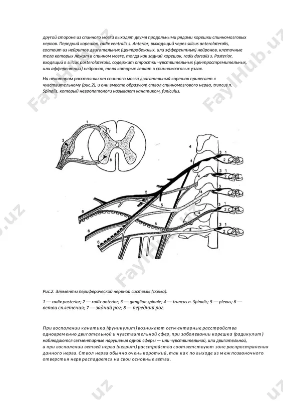 рых лежат в спинном мозге, тогда как задний корешок, radix dorsalis s. роsteriоr, входящий в siilcus posterolateralis, содержит отростки чувствительных (центростремительных, или афферентных) нейронов, тела которых лежат в спинномозговых узлах. на некотором расстоянии от спинного мозга двигательный корешок прилегает к чувствительному (рис.2), и они вместе образуют ствол спинномозгового нерва, truncus n. spinalis, который невропатологи называют канатиком, funiculus. рис.2. элементы периферической нервной системы (схема). 1 — radix posterior; 2 — radix anterior; 3 — ganglion spinale; 4 — truncus n. spinalis; 5 — plexus; 6 — ветви сплетения; 7 — задний рог; 8 — передний рог. при воспалении канатика (фуникулит) возникают сегментарные расстройства одновременно двигательной и чувствительной сфер, при заболевании корешка (радикулит) наблюдаются сегментарные нарушения одной сферы — или чувствительной, или двигательной, а при воспалении ветвей нерва (неврит) расстройства соответствуют зоне распространения данного нерва. ствол нерва обычно очень короткий, так как по выходе из межпозвоночного отверстия нерв распадается на свои основные …