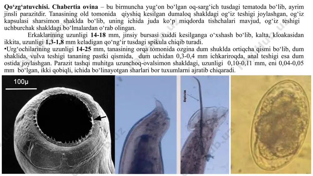 tiladi. ayrim hollarda marshallagioz hayvonning o‘limiga ham sabab bo‘lishi mumkin. shuningdek, parazitlar uzoq yashashi oqibatida hayvon organizmi vitaminlarni kam uzlashtirib, uning tabiiy chidamliligi (rezistentligi) pasayib ketadi. oshqazon-ichak strongilyatozlarga diagnoz qo‘yish va differensial diagnostikasi. kavshovchi hayvonlarning oshqazon-ichak strongilyatoz kasalliklariga diagnoz kompleks usulda qo‘yiladi. epizootologik ma’lumotlar inobatga olingan holda, kasallikni klinik belgilariga qarab va aniq diagnoz laboratoriya sharoitida gumon qilingan hayvonlardan tezak namunasi olinib, ikki usulda: gelmintoovoskopiya (fyulleborn, sherbovich, darling) usuli bilan tekshirilib, umumiy qilib strongilyatozlar deb diagnoz qo‘yiladi va dastlab tezakdagi tuxumlarni termostatda bir necha kun davomida o‘stirilib, so‘ngra gelmintolyarvoskopiya (berman-orlov) usuli bilan tekshiruvdan o‘tkazib, lichinkalarini topib, undagi ichak hujayralarining soniga qarab aniq diagnoz qo‘yiladi. lichinkalardagi ichak hujayralari soni xabertiylarda 32-ta, marshallagiyalarda – 20-ta, gemonxuslarda - 16-ta va nematodiruslarda - 8-ta-ni tashkil qiladi. hayvon o‘lgandan so‘ng esa patologoanatomik o‘zgarishlariga qarab hamda qo‘zg‘atuvchilarni o‘zini topish yo‘li bilan diagnoz qo‘yiladi. hayvonlarning oshqazon-ichak strongilyatozlarini nafas olish organ strongilyatozlaridan, fassiolyoz, paramfistomatoz, oriento-bilxarsioz, anoplotsefalyatozlardan, paratif, kolibakterioz, …