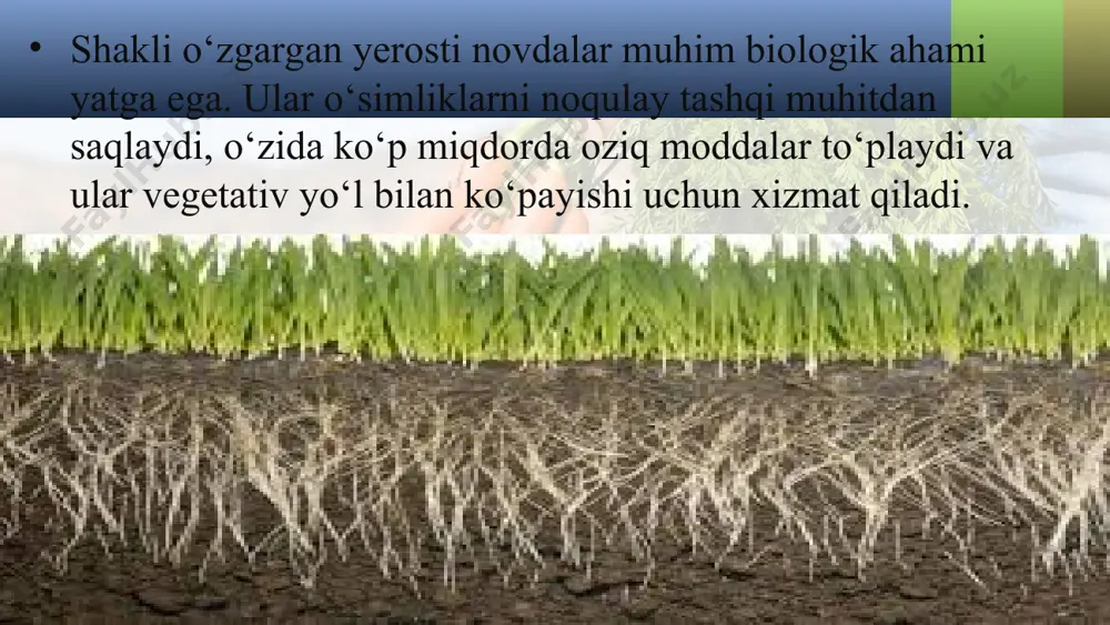 siyoda, xususan, o‘zbekistonning tog‘li rayonlarida yovvoyi piyozning juda ko‘p turi o‘sadi. ulardan ayrimlari o‘zbekiston respublikasining «qizil kitob»iga kiritilgan. ekma piyoz navla ri ana shu yovvoyi piyozlardan kelib chiqqan. shuning uchun tabiat qo‘yniga chiqqanda muhofazaga olingan piyoz boshli o‘simliklarni ehtiyot qilishni unutmang. yuqorida qayd qilingan lola kabi o‘simliklar ham piyozlarga o‘xshab tuzilgan. shunday qilib, bosh piyoz shakl i o‘zgargan yerosti novd adan iborat. unda kurtaklar joyl ashadi, oziq moddalar to‘p lanadi va u vegetativ yo‘l bilan ko‘payish uchun xizmat qiladi. savol va topshiriqlar shakli o‘zgargan yerosti novda deb nimaga aytiladi? piyozboshli o‘simliklarning qaysi organlarida oziq moddalar to‘planadi? piyozboshi qanday qismlardan tashkil topgan? piyoz inson hayotida qanday ahamiyatga ega? piyozboshli o‘simliklardan qaysilarini bilasiz?