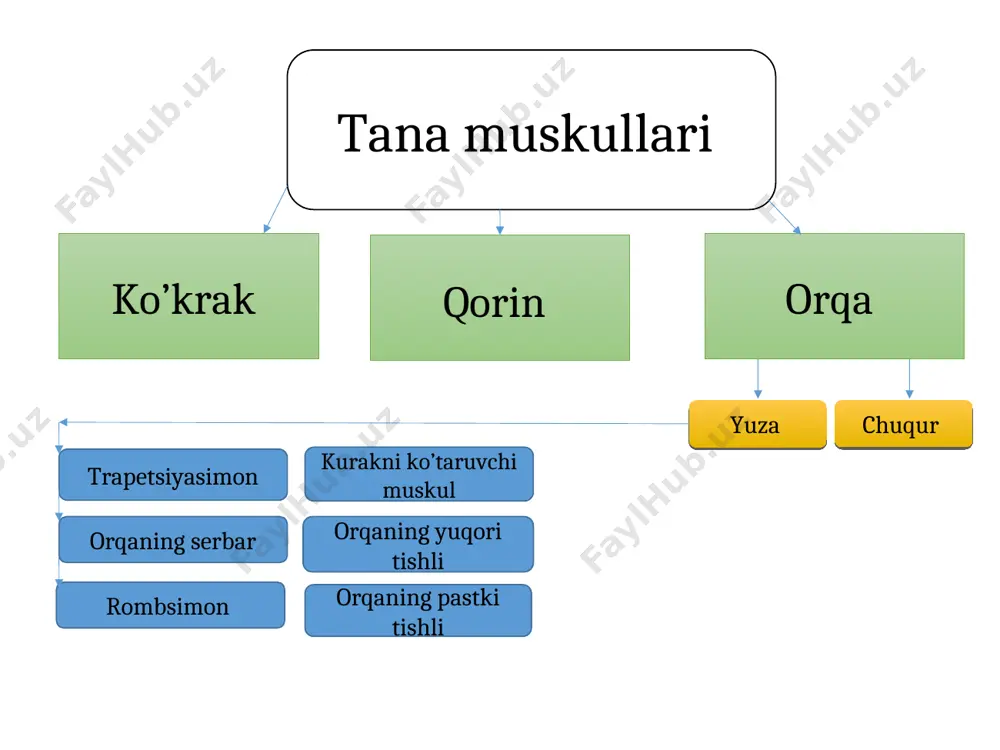 haklida boshlanib kurakning medial chetiga yopishadi ko’krak muskullari * ko’krakning katta muskuli. musculus paettralos mayor ko’krakning kichk muskuli. musculus paettralos minor o’mrov osti muskuli. musculus supcilavius oldingi tishli muskuli. musculus serratio anterio xususiy qovurg’alar aro tashqi qovurg’alar aro ichki ko’krak fassiyasi tolalari yuqoridan pastga, orqadan oldinga yo’nalgan. yuqoridagi qovurg’a pastki chetidan boshlanib, pastdagi qovurg’aning yuqori chetiga yopishadi. pastki qovurg’aning ustki chetidan boshlanib, ustki qovurg’aning pastki chetiga yopishadi yuza xususiy k.q,sning ichki yuzasini qoplovchi ko’krak fassiyasi ko’krak muskullari qovurg’alar aro tashqi musculus intercastales exsternus qovurg’alar aro ichki musculus intercastales interni diafragma (ko’krak qorin to’sig’i) ko’krak tomonga gumbaz xosil qilib joylashgan. o’rta qismi paydan tuzilgan, bel qovurg’a va to’sh qismi tofovut qilinadi. qovurg’a b,n bel qismi va qovurg’a va to’sh qismi oralig’ida yoriqlar bor. muskul qismida aorta qizio’ngach o’tadigan qismlari mavjud qorin muskullari-ko’krak qafasining pastki chegarasi b,n chanoqning ustki chegarasi o’rtasida joylashgan. qorin bo’shlig’ini oldi, ikki yonboshli va qisman orqa tomonidan qoplab …