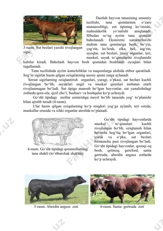 asining umumiy tuzilishi, tana qismlarinin o‘zaro mutanosibligi, eot tipining ko‘rinishi, mahsuldorlik yo‘nalishi aniqlanadi. shudan so‘ng ayrim tana qismlari baholanadi. ekstererni xarakterlovchi muhim tana qismlariga bosh, bo‘yin, yag‘rin, ko‘krak, elka, bel, sag‘rin, oyoqlar, sut bezlari, jinsiy organlar, teri, muskul, suyak to‘qimalarini rivojlanishi kabilar kiradi. baholash hayvon bosh qismidan boshlanib oyoqlari bilan tugallanadi. tana tuzilishida ayrim kamchiliklar va nuqsonlarga alohida etibor qaratiladi. sog‘in sigirlar hazm qilgan oziqalarning asosiy qismi sutga aylanadi. sersut sigirlarning oziqlantirish organlari, yuragi, o‘pkasi, sut bezlari kuchli rivojlangan bo‘lib, suyaklari engil va muskul qismlari nisbatan etarli rivojlanmagan bo‘ladi. sut tipiga mansub bo‘lgan hayvonlar, sut yunalishidagi zotlarda qora-ola, qizil cho‘l, bushuev va boshqalar ko‘p uchraydi. go‘sht tipidagi mollar semirishga moyil bo‘lib tanasida yog‘ to‘planishi bilan ajralib turadi (4-rasm). ular hazm qilgan oziqalarning ko‘p miqdori yog‘ga aylanib, teri ostida, muskullar orasida va ichki organlar atrofida to‘planadi. 4-rasm. go‘sht tipidagi qoramollarning tana shakli (to‘rtburchak shaklda) go‘sht tipidagi hayvonlarda muskul to‘qimalari kuchli rivojlangan …