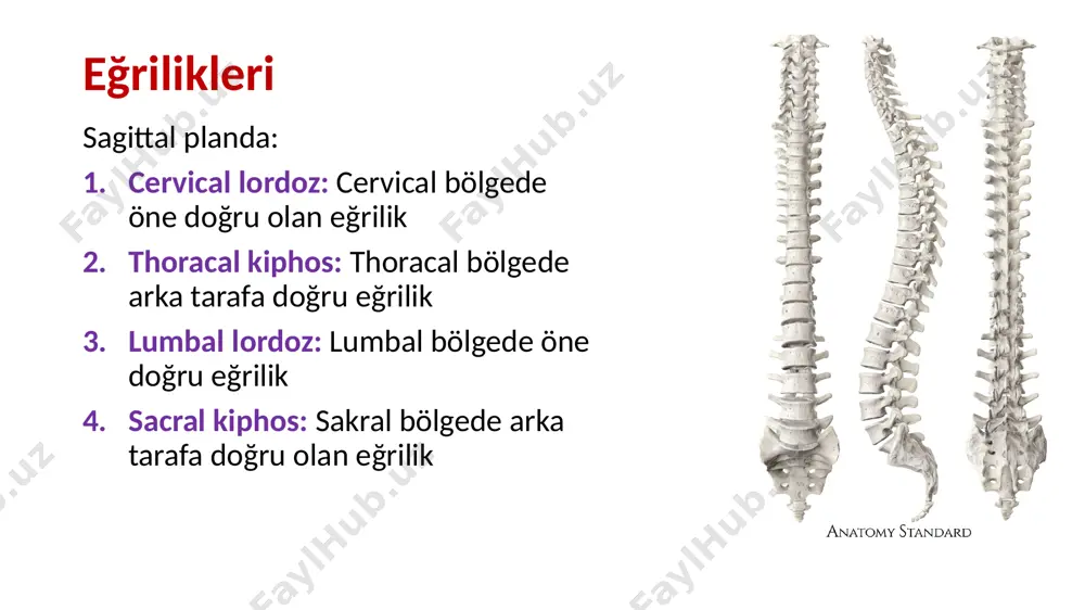 alis atlas: facies articularis superior sağ ve solda iki tane bağımsız eklem, bağımsız hareket edemezler eklem yüzleri hyalin kıkırdak ile kaplı i̇ki eklem iki eklem kapsülü, membrana atlantooccipitalis anterior: arcus anterior atlantis foramen magnum ön kenarı arasında uzanır lig. atlantooccipitale anterius: membranın ortasında, tuberculum pharyngeum tuberculum ant. arasında, lig. longitüdinale anterius olarak devam eder membrana atlantooccipitalis posterior: arcus posterior ile foramen magnumun arka kenarı arasında lig. crusiforme atlantis lig. transversum atlantis: atlasın masse lateralislerinin iç yüzünde bulunur dens axis için osteofibröz halka oluşturur yukarı ve aşağı doğru uzanan lifler: fasciculus longitudinalis sup. fasciculus longitudinalis inf. lig. crusiforme atlantis fasciculus longitüdinalis sup. fasciculus longitüdinalis inf lig. transversum atlantis ligamenta alaria dens axisin yan taraflarından; foramen magnumun kenarlarına başın aşırı rotasyonunu engelleyen kontrol ligamentler ligamentum apicis dentis: dens axisin tepesinden foramen magnumun ön kenarına uzaır. membrana tectoria lig. longitudinale posteriusun bir devamı şeklindedir lig. longitudinale posterius, yukarda axisin gövdesine tutunur buradan itibaren …