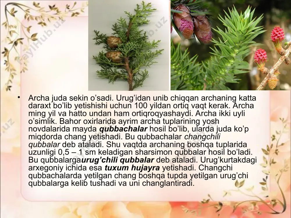 ochiq urug’li o’simliklar (qarag’aytoifa) bo’limi - Page 4
