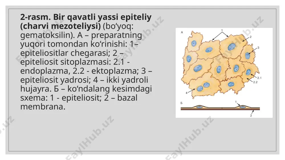 bir qavatli epiteliy. ko‘p qavatli epiteliy - Page 2