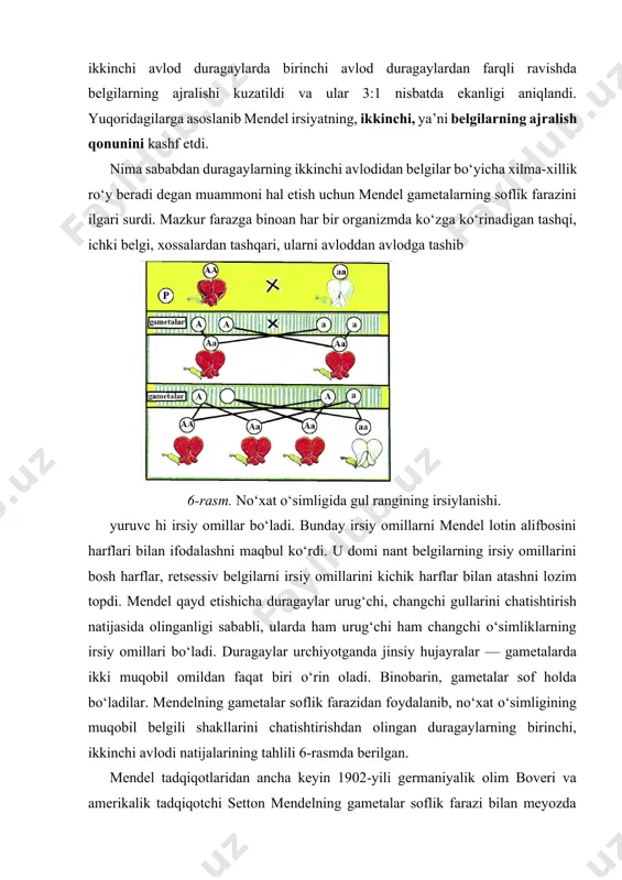 nga ko‘ra hozirgi vaqtda u gametalar soflik nazariyasi deb yuritiladi. mendel o‘z tajribalari davomida faqat bir juft belgilari bilan farq qilgan o‘simliklarnigina emas, shu bilan bir qatorda ikki juft belgilari bilan farq qilgan o‘simliklarni ham chatishtirdi va ulardan olingan duragaylarning birinchi, ikkinchi va keyingi avlodlarini o‘rgandi. mendel tajribalarini birida no‘xatning doni sariq rang, usti tekis bo‘lgan o‘simlik bilan doni yashil, usti bujur o‘simlik xilini chatishtirdi. bunday chatishtirishdan olingan duragaylarda donning sariq va tekis belgisi dominantlik qilgani aniqlandi. birinchi avlod duragay o‘simligi doni yashil usti bujur no‘xat o‘simligi bilan chatishtirilganda ikkinchi avlod doni sariq, usti tekis; doni sariq usti bujur; doni yashil usti tekis; doni yashil, usti bujur no‘xat o‘simliklar olindi va ular teng miqdorda ekanligi ma’lum bo‘ldi. ushbu tajribada changchi va urug‘chi o‘simliklarning juft belgilarni ifoda qiluvchi omillar ba’zan birgalikda ayrim holatlarda bir-birlaridan ajralib mustaqil holda nasldan naslga o‘tish mumkinligi isbotlandi. olingan tajriba yakunlarini xulosalab, mendel belgilarning mustaqil holda irsiylanishi …