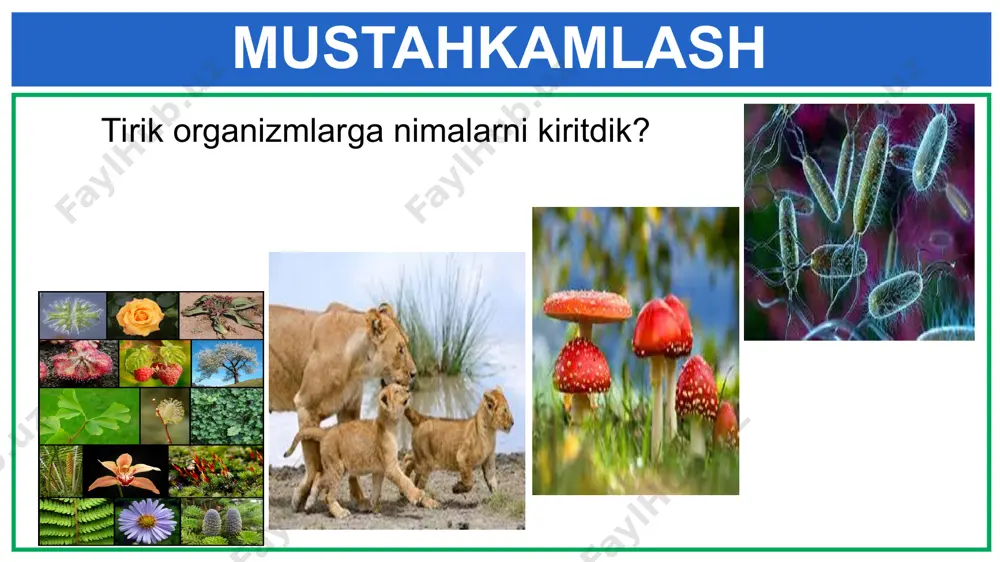 azit bakteriyalar ayrim o‘simliklar, masalan, archa,terak o‘zidan ajratgan fitonsid modda bilan havoni zararli bakteriyalardan tozalaydi. parazit bakteriyalar mustahkamlash muammo kuchsiz kuchli yechim 1. “bakteriyalar dunyosi” mavzusini o‘qish. 2. mavzuga oid bakteriyalarni rasmlarini chizish. 3. mavzuga doir qo‘shimcha ma’lumotlar topib daftarga yozish. mustaqil bajarish uchun topshiriqlar: e’tiboringiz uchun rahmat!