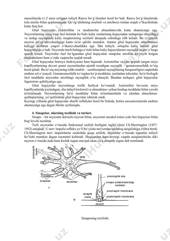 otensiali vujudga kelmaydi. fakat tevarak-atrofdagi neyronlar uzok kuzgalib turganda glial xujayralarning membrana potensiali ma'lum chegarada pasayadi. 3. glial hujayralar funksiyalari. glial xujayralarning funksiyalaridan biri mielin xosil kilishidir. oligodendrotsitning usigi akson atrofida bir necha marta uralib, mielin parda shakllaydi. mielin elektr tokiga yukori karshilik kursatganidan, tolalarning elektr izolyasiyasini ta'minlaydi. oligodendrotsit usigi akson atrofida kancha kup aylansa, tolaning elektr izolyasiyasi shuncha ishonchli buladi. xar bir oligodendrotsitning 30 ga yakin usigi bulishi mumkin. demak, bir glial xujayra akson atrofida 30 ta bo‘g‘indan iborat mielin parcha hosil qiladi. aksonlarning mnt dan tashqaridagi qismida mielin pardani oligodendrotsitlarning bir turi - shvann hujayralari va ularning o‘siqlari shakllaydi. agar shvann hujayrasi akson atrofida bir qavat parda hosil qilgan bo‘lsa, u mielinsiz tola deyiladi. atrofida shvann hujayrasi o‘sig‘i ko‘p marta aylangan, ko‘p qavatli pardaga ega bo‘lgan tola mielinli tola deyiladi. mielin parda ma'lum teng masofalarda (1-2 mm) uzilgani tufayli ranve bo‘g‘ilmalari hosil bo‘ladi. ranve bo‘g‘ilmalarida tola mielin bilan …