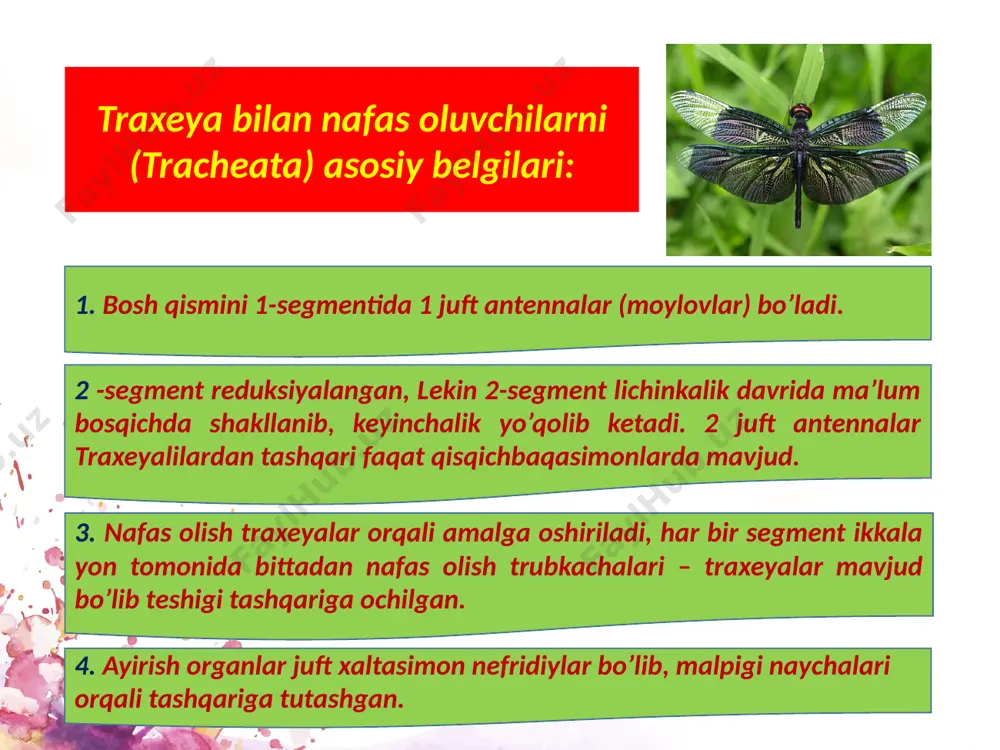 ayish vaqtida 150 – 450 tagacha spermatofor hosil qilib oyoqlariga yopishtirib olib yuradi. ikki juftoyoqlilar (diplopoda), pauropoda sinflari va filogeniyasi. ikki juft oyoqlilar (diplopoda) sinfi. mazkur jonivorlarning har bir tana bo‘g‘imida ikki juftdan oyoqchalari bo‘lganligi shu nom bilan atalgan. ikki juft oyoqlilar yoki kivsyakalar oyoqlari eng ko’p bo’lgan ko’poyoqlilar. ba’zi turlarini oyoqlar soni 710-ta gacha bo’ladi. kivsyaklar yashirin xayot kechiruvchi tungi hayvonlardir. tunlarda yer yoriqlarida, tosh-shag’allar ostida daraxtlar pustlog’i va barglari ostida yashaydi. ko’pchilik turlari g’orlarda tarqalgan. diplopodalarni 10000 dan ortiq turi qayd qilingan bo’lsada, mutassislarni fikricha yana 70000 ga yaqin turlari o’zini kashf etilishini kutib yotibdi. diplopoda butun yer yuzida tarqalgan bo’lib aksariyat turlari tropik mintaqalarga yashaydi. ikki juft oyoqlilarni 6 ta katta turkumi bor. adabiyоtlar: 1. g.g.abrikosov va boshqalar. «zoologiya» 1 - 2 jilt. t: 1966. 2. v.f.natali «umurtqasiz hayvonlar zoologiyasi». t: 1966. 3. s.p. naimov. «umrtqali hayvonlar zoologiyasi» 1995 y. 4. o mavlonov .sh.xurramov «umirqasizlar zoologiyasi» t. …