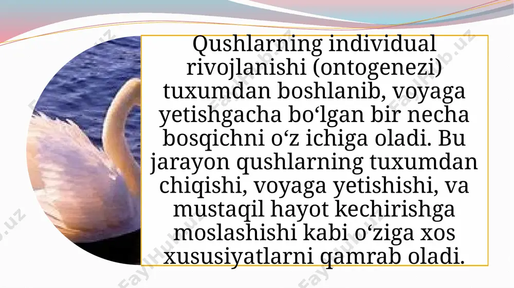 qushlarning individual rivojlanish xususiyatlari - Page 3