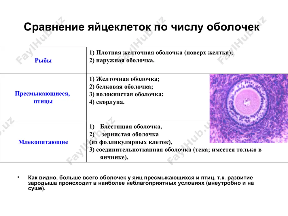 ей скелета по оси зародыша - нервный желобок (1), образуемый эктодермой образование осевых зачатков органов производные мезодермы следующие производные мезодермы – нефрогонотомы (6), или сегментные ножки, тоже сегментированы, но в нижней половине зародыша остаётся несегментированный нефрогенный тяж. нефрогонотомы и нефрогенный тяж – это зачатки мочевой и половой систем образование осевых зачатков органов производные мезодермы спланхнотомы (7) - это несегментированная часть мезодермы каждый спланхнотом расслаивается на 2 листка: париетальный листок (7,а), прилегающий к эктодерме, и висцеральный листок (7,б), прилегающий к энтодерме. из обоих этих листков образуется мезотелий, выстилающий целом висцеральный листок - зачаток миокарда и эпикарда образование осевых зачатков органов производные мезодермы мезенхима (9) - это совокупность подвижных отростчатых клеток, выселяющихся из разных отделов мезодермы из мезенхимы образуются гладкомышечная ткань (мышечные элементы внутренних органов и сосудов), а также ткани внутренней среды организма: все виды соединительных тканей (в т.ч. скелетные и хрящевые), кроветворная ткань и сама кровь. (!)но скелетная мышечная ткань развивается …