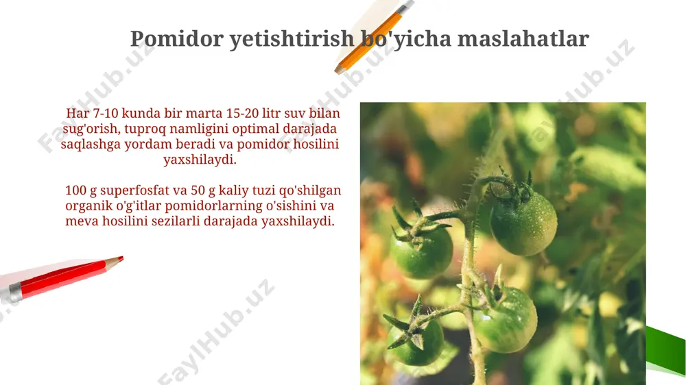 o‘g‘itlashda 10 litr suvga 20 gramm ammiakli selitra qo‘shish o‘simlikning o‘sishini va hosildorligini sezilarli darajada yaxshilaydi. pomidorning foydali xususiyatlari pomidor likoppin deb ataluvchi kuchli antioksidantga boy bo'lib, uning miqdori 10-40 mg/100g oralig'ida bo'lib, hujayralarni erkin radikallarning zararidan himoya qiladi va saraton xavfini kamaytiradi. pomidor tarkibidagi kaliy miqdori qon bosimini tartibga soladi va yurak-qon tomir kasalliklari xavfini pasaytiradi, taxminan 200-300 mg/100g kaliy mavjud. e'tiboringiz uchun rahmat @taqdimot_robot image2.png image1.png image5.jpg image6.jpg image7.jpg image8.jpg image9.jpg image10.jpg image11.jpg image12.jpg image13.jpg image14.jpg image15.jpg image16.jpg